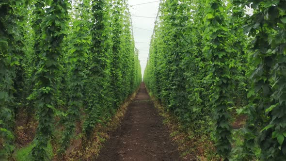 Traditional hop growing for the production of the famous German beer alt