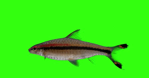 Fish denisonii Greenscreen