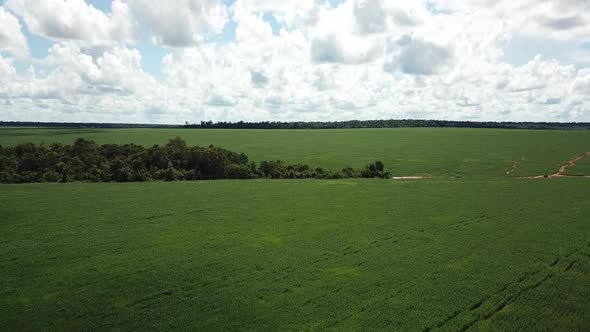 Aerial image of a small native forest in the Amazon in the middle of a soybean field. alt