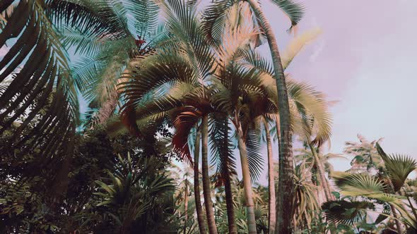 Tropical Palms and Plants at Sunny Day alt