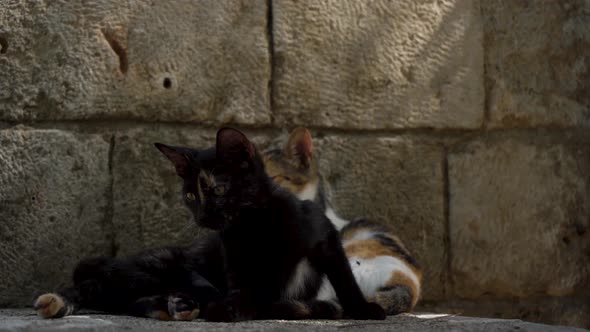 Cats Rest on the Streets of Istanbul Near a Stone Wall on a Sunny Day alt