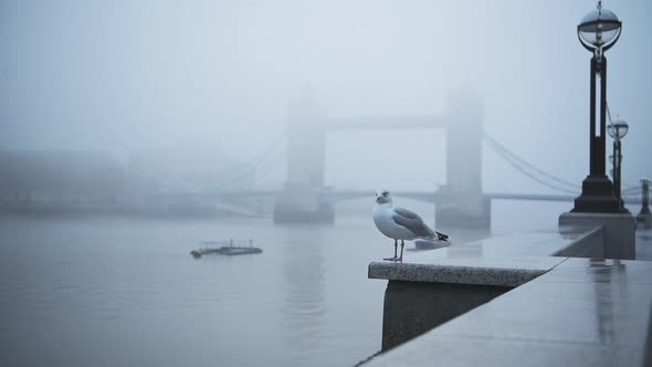 Seagull in empty, deserted Central London at Tower Bridge on a cool blue misty morning on day one of alt