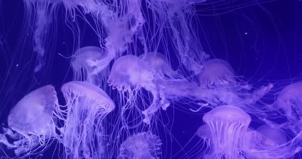 Jellyfish swimming in an aquarium