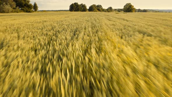Yellow Wheat Field Landscape Closeup