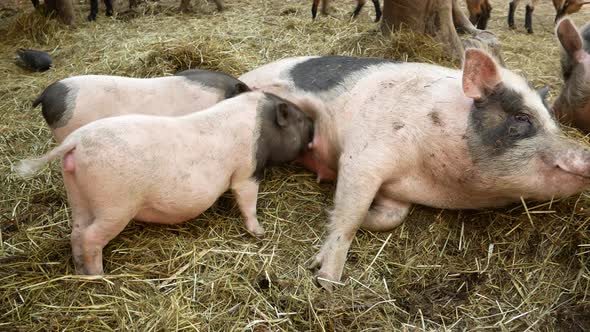 Pigs in a Farm