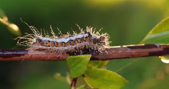 Yellow Tail Moth Euproctis Similis Caterpillar Goldtail or Swan Moth Sphrageidus Similis alt