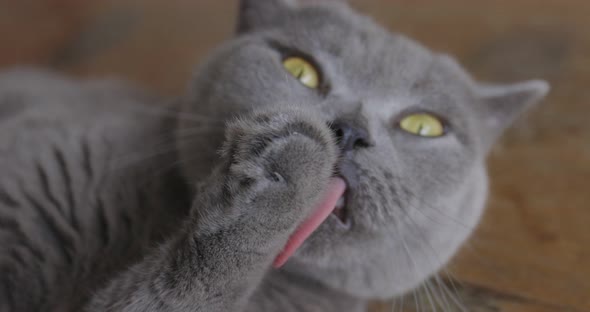 British Cat Laying On The Floor And Cleaning It Self. alt