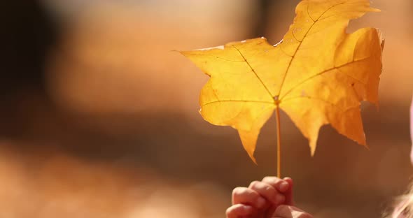 Kid Holding Yellow Autumnal Leaf in Hand.