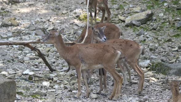 Family of young Mouflon (Ovis Orientalis Orientalis) family grazing in mountains alt