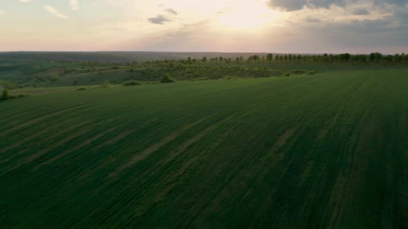 Aerial video over spring green fields before sunset alt