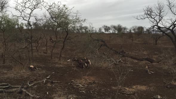 A group of photographers on a wildlife photography safari get close up photographs of African Wild d alt