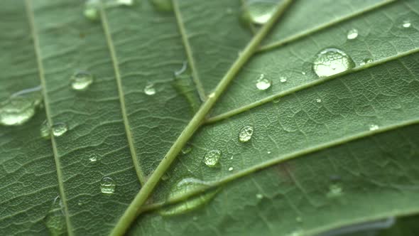 Macro Leaf Texture With Raindrops Slider Shot