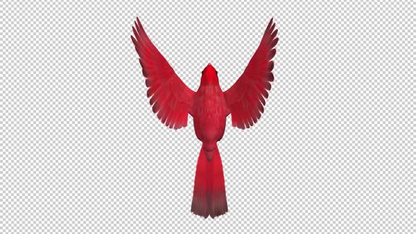 American Cardinal - Red Bird - Flying Loop - Top View CU - Alpha Channel