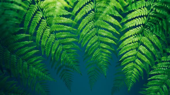 Seamless looping animation of green leaves of ferns on dark background. 4K HD
