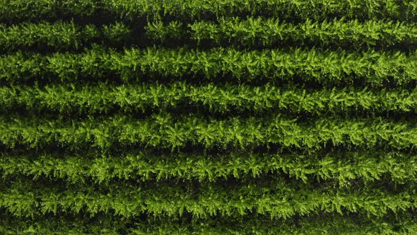 Aerial view of populus plantation for energy forestry, Germany alt