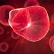 Embryonic Stem Cells - VideoHive Item for Sale