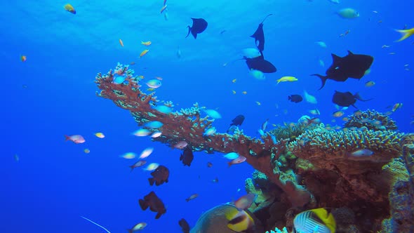 Tropical Fish Underwater Reef alt