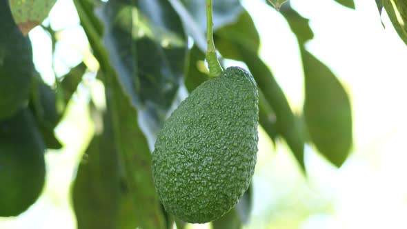 Natural Hass Avocado Hanging in Tree alt