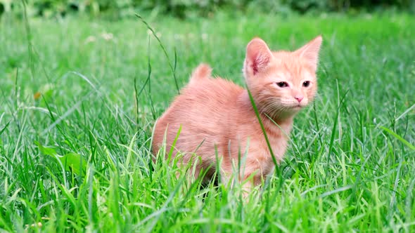 Funny playful red ginger curious tabby kitten walks on grass outdoors