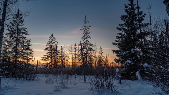 Time lapse of sunset in a pine winter forest.