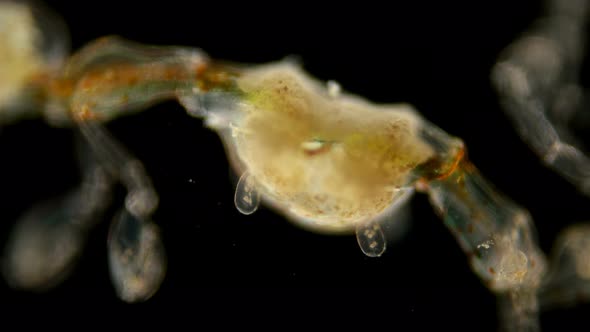 Plankton Isoplankton of the Black Sea Under the Microscope. Skeletal Shrimp or Sea Goats alt