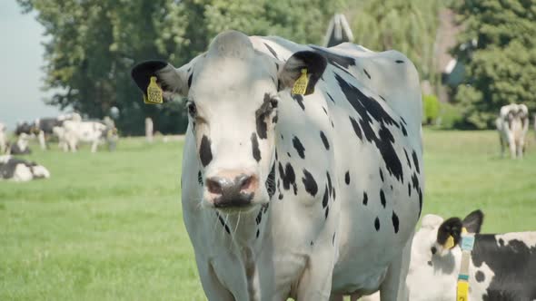 Poor White Cattle in Crowded Animal Farm, Staying as a Captive with a Number Tag on her Ear, Looking alt