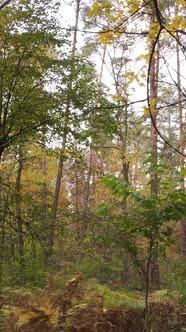 Vertical Video Trees in the Autumn Forest in the Afternoon alt