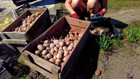Woman Farmer Puts with Her Own Hands Puts Agro Potatoes in a Box Prepare Potato for Planting alt