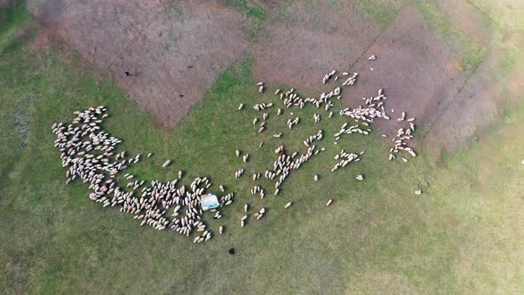 Flock of sheep - drone view.