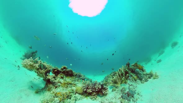 Coral Reef and Tropical Fish. Panglao, Philippines. alt