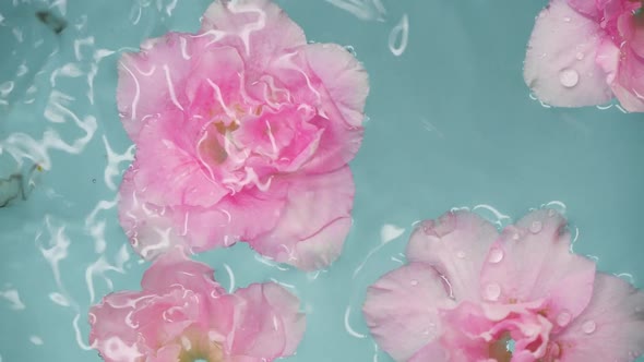 Slow Motion Drops and Beautiful Rose Pink Flowers in Water Over Blue ...