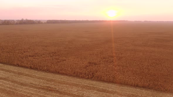 Aerial View of Ripe Corn Field alt