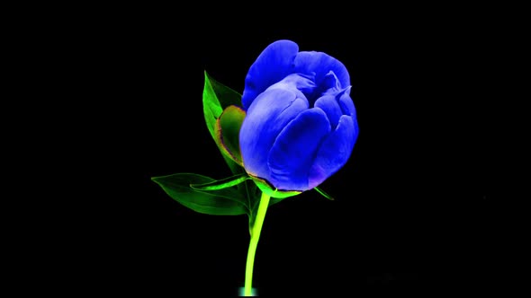 Timelapse of Spectacular Beautiful Blue Peony Flower Blooming on Black Background alt