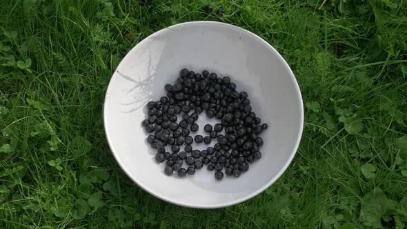 Blueberries alt