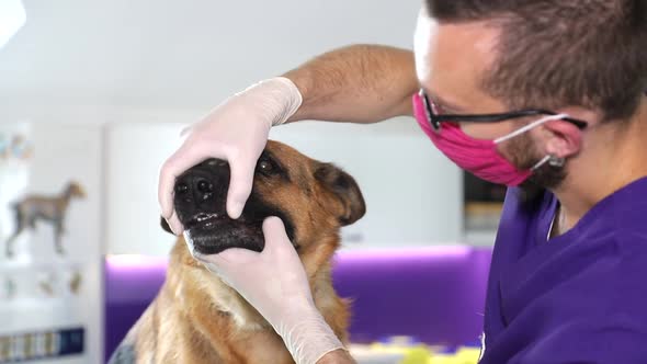 The veterinarian studies dog paws, the concept of health and treatment of pets. Modern animal clinic alt