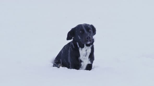 Black dog in winter and falling snowflakes