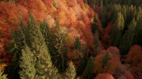 Flying Over Colorful Autumn Forest Treetops at Sunrise.