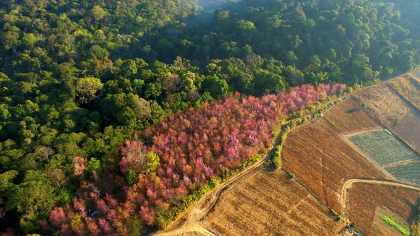 Drone fly over Wild Himalayan Cherry Blossom (Prunus cerasoides) alt