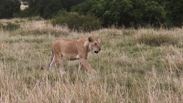 980399 African Lion, panthera leo, Female Walking trhough Savannah, Masai Mara Park in Kenya, slow m alt