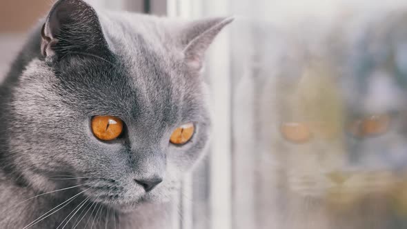 A Gray British Domestic Cat Looks Out Into the Street Through the Window alt