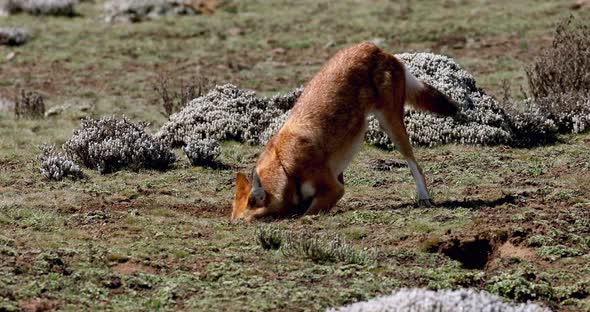 ethiopian wolf, Canis simensis, Ethiopia alt