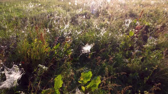 A Flight Over a Field Covered with Spider's Web