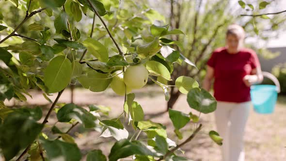 Female in red t shirt picking apples from tree in summer garden alt