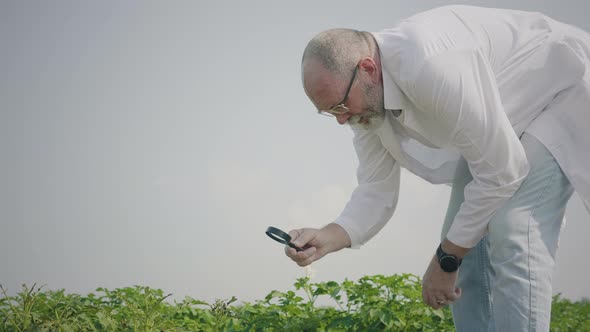 Agronomist inspecting potato seedlings alt