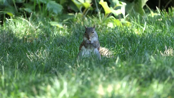 NYC Central Park - Squirrel with Nut