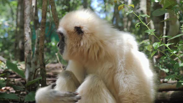 Gibbon in forest_Gibbon sitting on the ground_ White Gibbon Primate alt