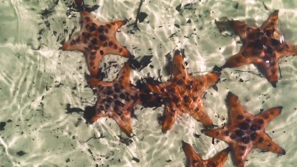 Beautiful Starfishes in Crystal Clear Water with Sunrays Reflection.