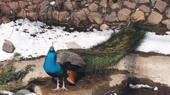 Slow Motion a Male Pheasant Stands Next to the Snow