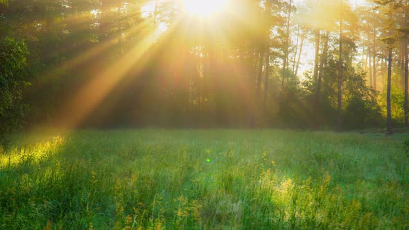 Spacious Green Glade in the Forest Is Illuminated By the Rays of the Morning Sun, Which Make Their alt
