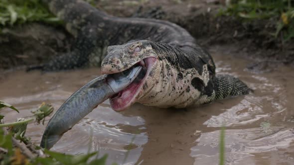 Asian water monitor eating in slow motion - fish in water alt
